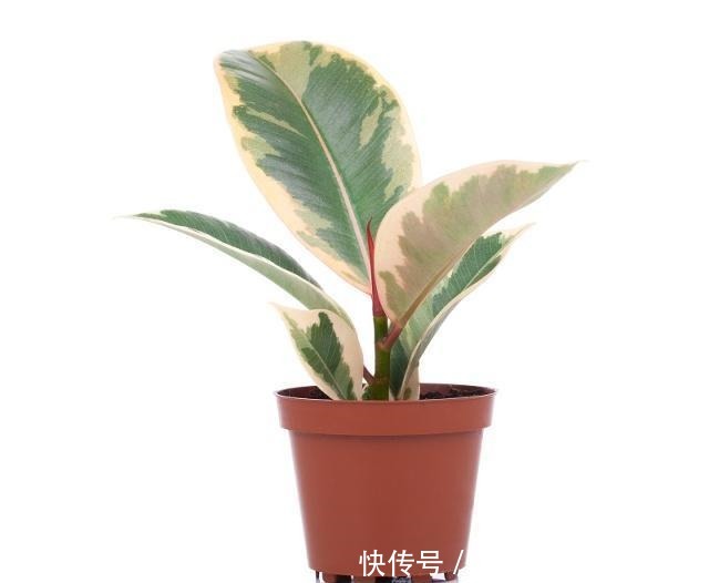 橡皮树|这4种花是天然“吸尘器”,阳台种一盆,灰尘去无踪!