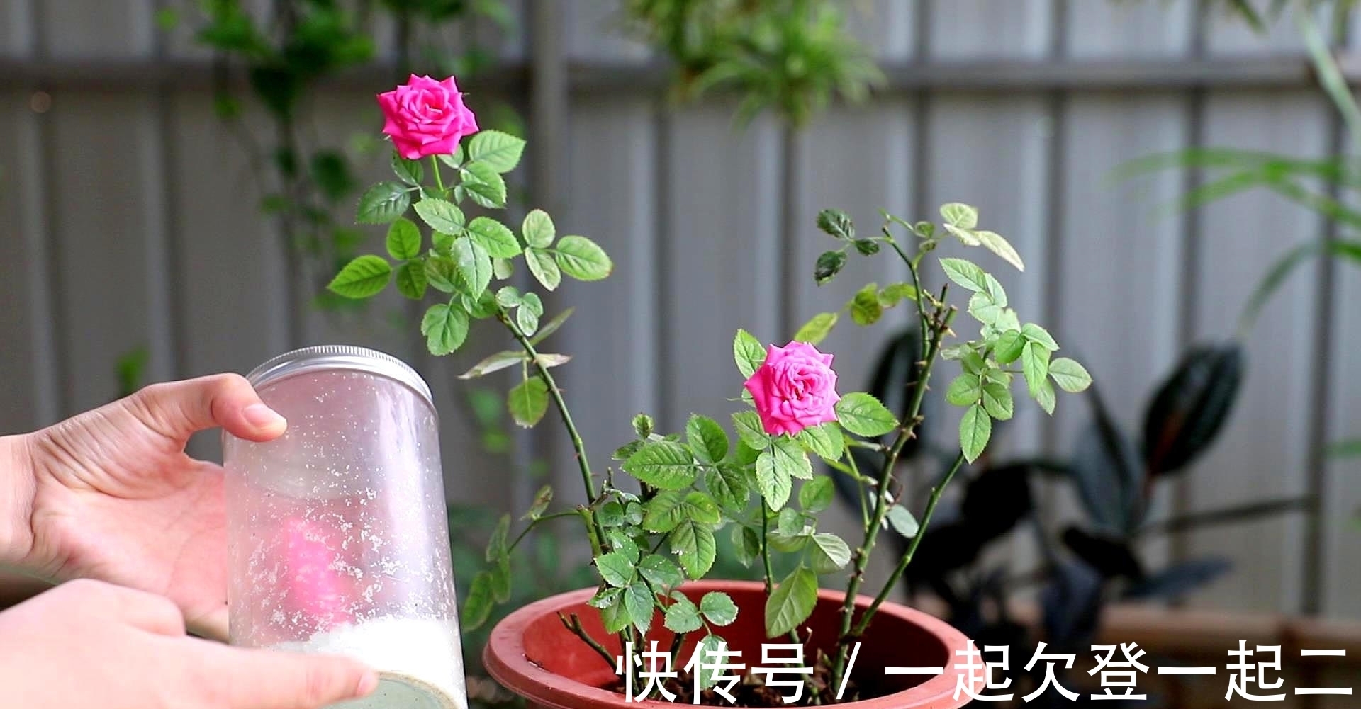 花苞|月季越养越差?满足2个“爱好”!不生病、长得快,来年开花还多