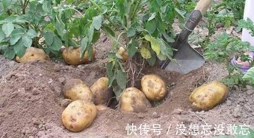 长得像红薯,吃起来像芋头,只卖3元一斤,吃一次就爱上它