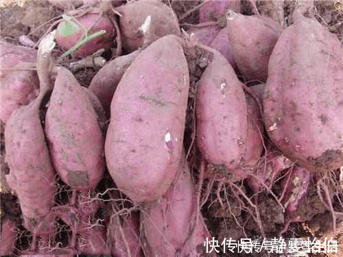 红薯丁|本地使用红薯为饵的方法，分享给各位钓鱼人