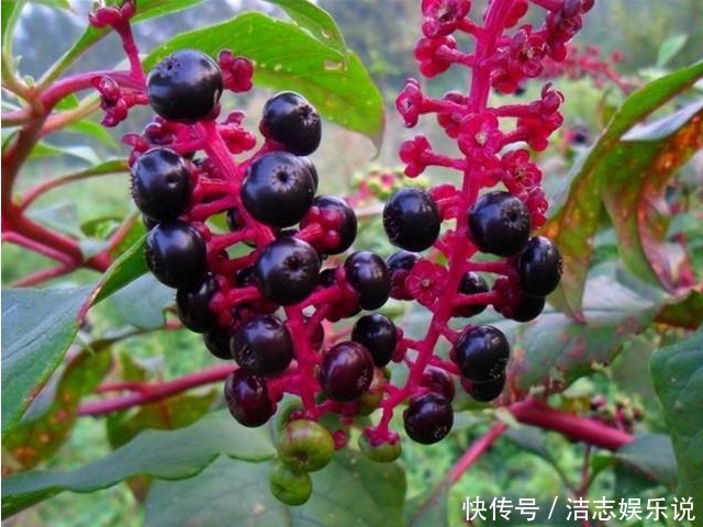 农村有一种“恶草”,其根人称“见肿消”,消肿有奇效,你可见过