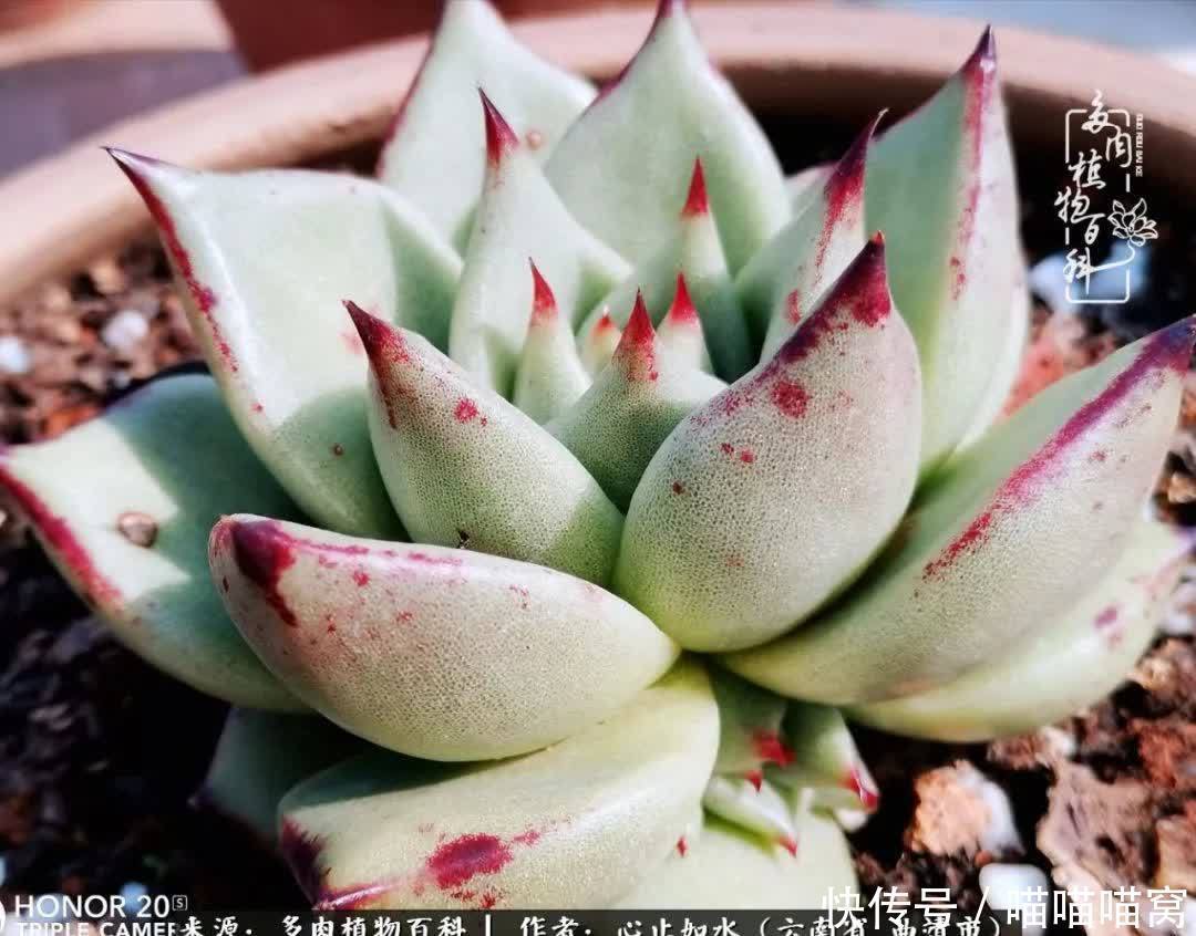 多肉|你是爱,是暖,是希望,你是人间四月天!