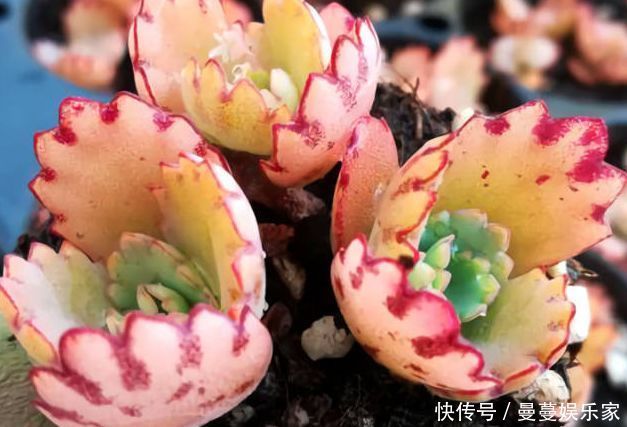 夫人|藤本花卉选“夏洛特夫人”，全年开花，花量丰富，阳台变花园