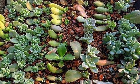 多肉叶插不长芽,记住1个“小方法”,7天冒小芽,轻松长满盆