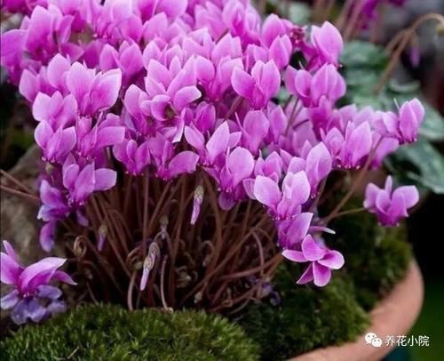 仙客来开花期,给它做4个小细节,开花时间长,花色更美