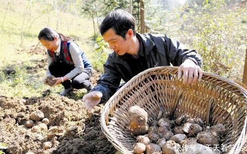 种植|它全身含毒,中国和日本大量种植,你吃过吗?