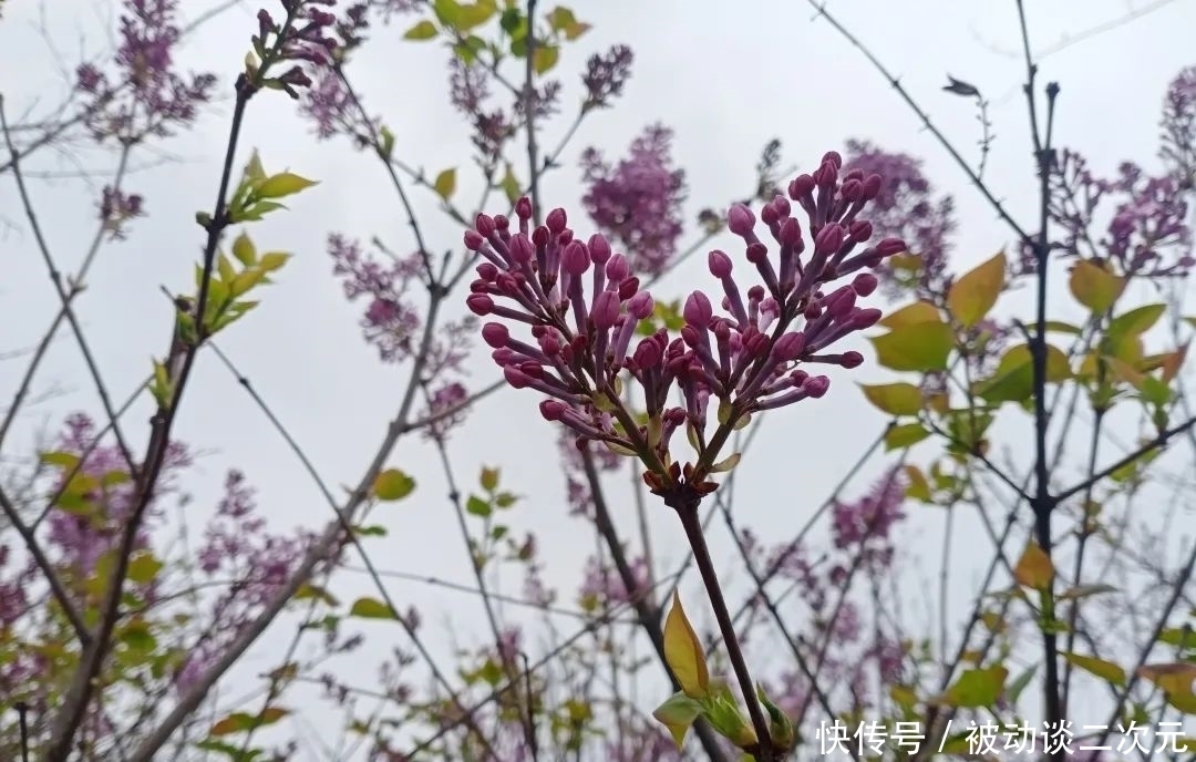 郑州电专|郑州电专“练习生”正式出道!