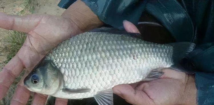 钓鱼影响鱼情的重要因素,哪个排第一位,水温、溶氧量谁更厉害