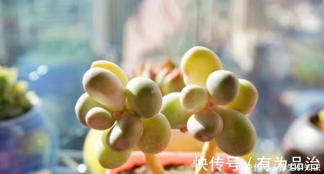 小齐|多肉叶插要“心狠”，不烂叶，出芽快，提高成活率，小苗挤满盆！