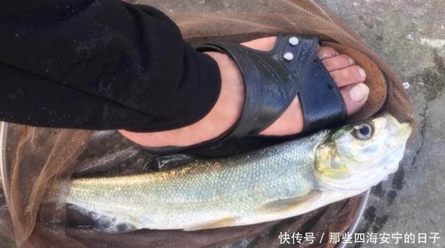 接二连三|冬天钓鱼很难这几种霸气钓法,板鲫接二连三,上个不停