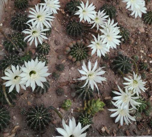 仙人球不怎么开花怎么办只要4招,不但多开花,还能不会烂根。