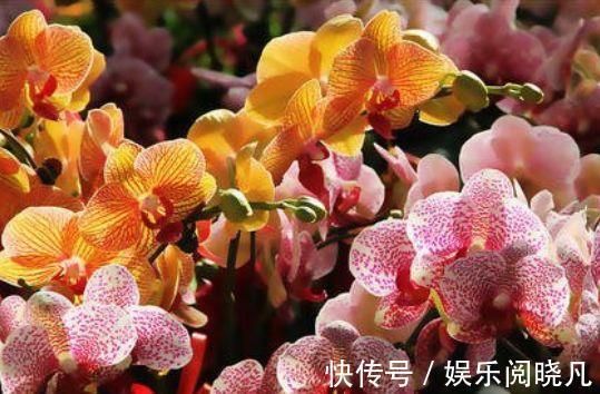 五色梅由五种颜色的