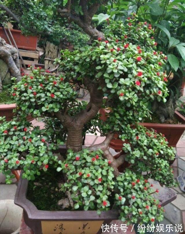 金枝玉叶这样养，变身高大上的盆景，造型惊人，身价翻几倍
