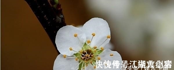 桃花|未来七天，桃花相映，爱情汹涌，爱情像氧气，彼此欣赏，不会分离