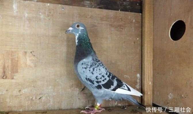 抗日战争|抗日战争时期,在战场上看到这种鸟,见一只消灭一只