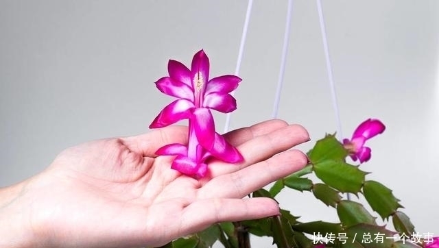 蟹爪兰夏天要断水不,嫁接和不嫁接的区别大,别养错