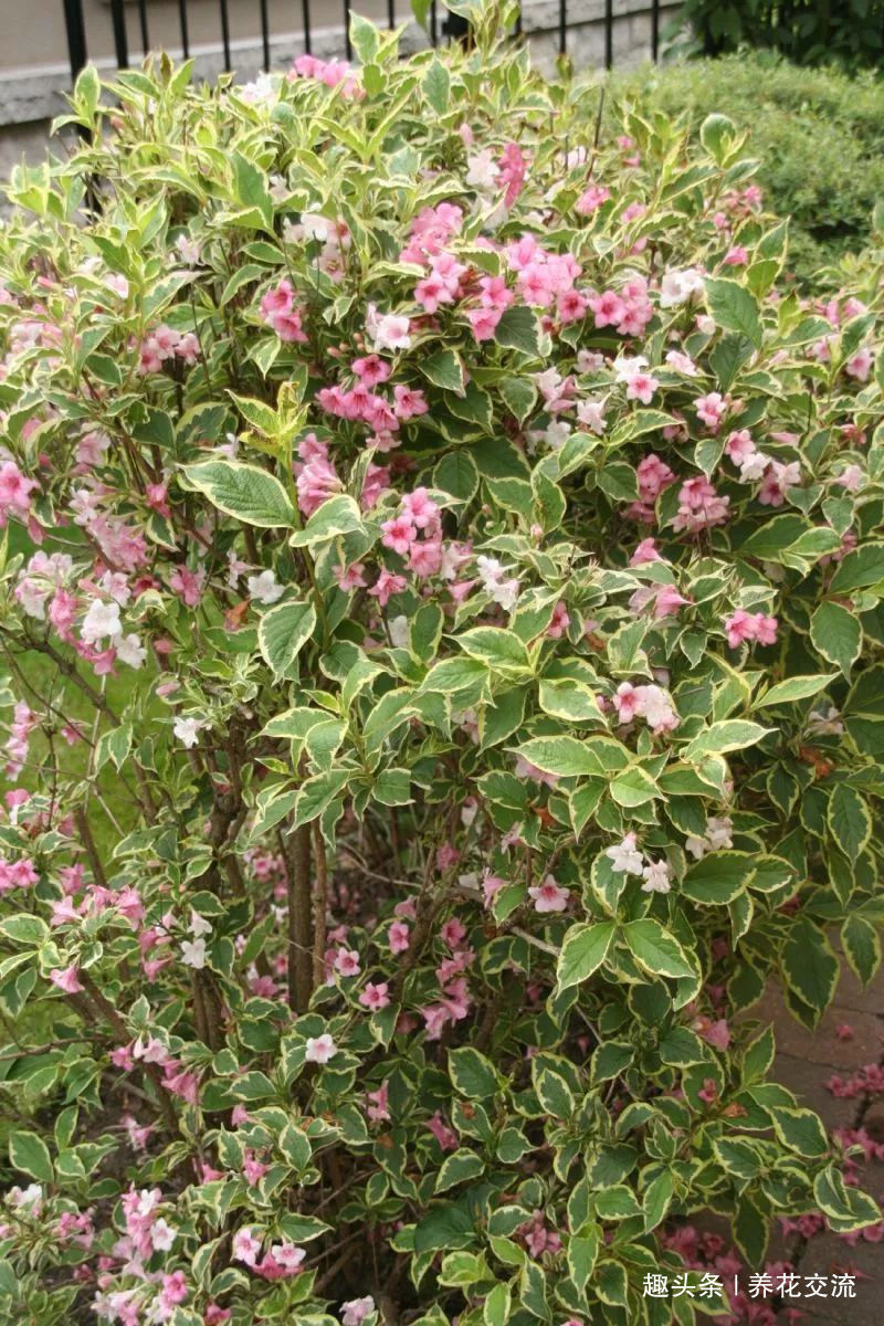 极其耐寒的锦带花，在东北和西北寒冷的地方能养很好，花开特旺盛