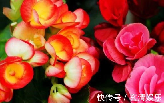 养丽格海棠,最怕碰到“它”,7天一口,花儿爆满,拦不住