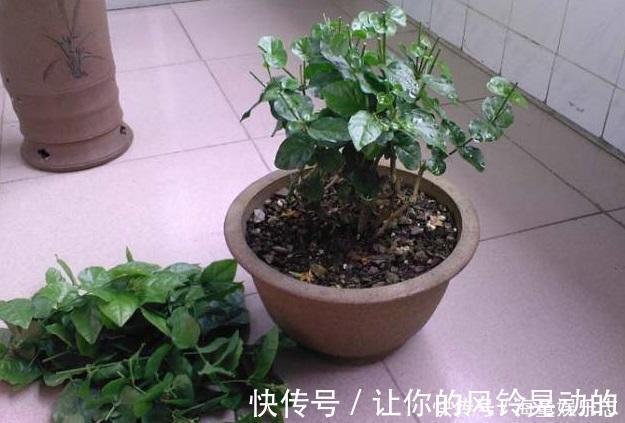 植株|茉莉花开花少，这不是问题，教你几招，花枝都是花苞