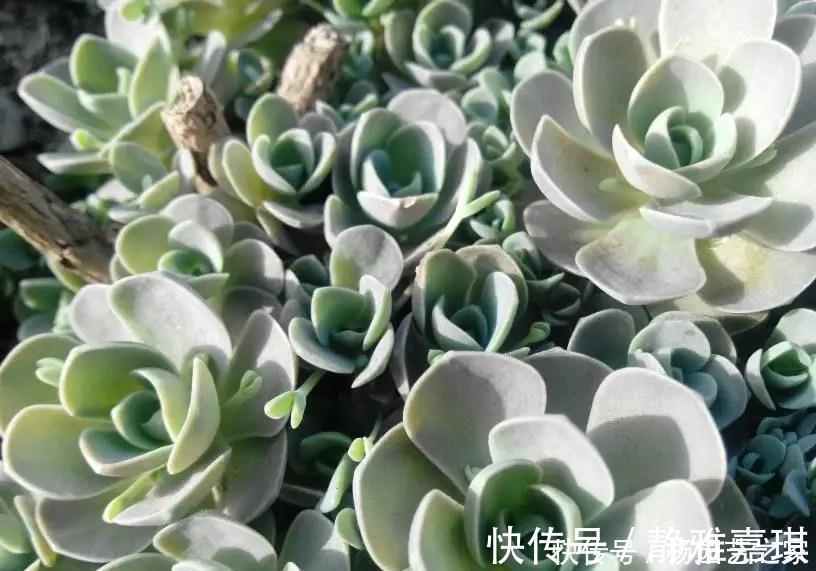 “难养”多肉名单公布，有些很漂亮，谁养谁后悔