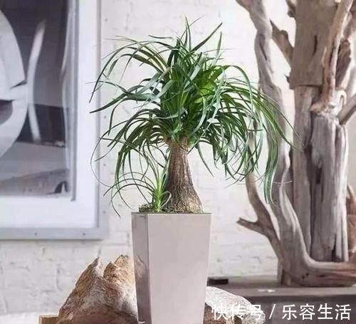 生长发育|适合男人养的四种花,大气又稳重,旺财又旺运,早看早知道!