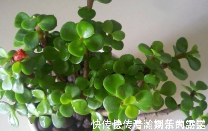 买盆景太贵此2种花插一根枝就能活,1年成老桩,越养越“值钱”