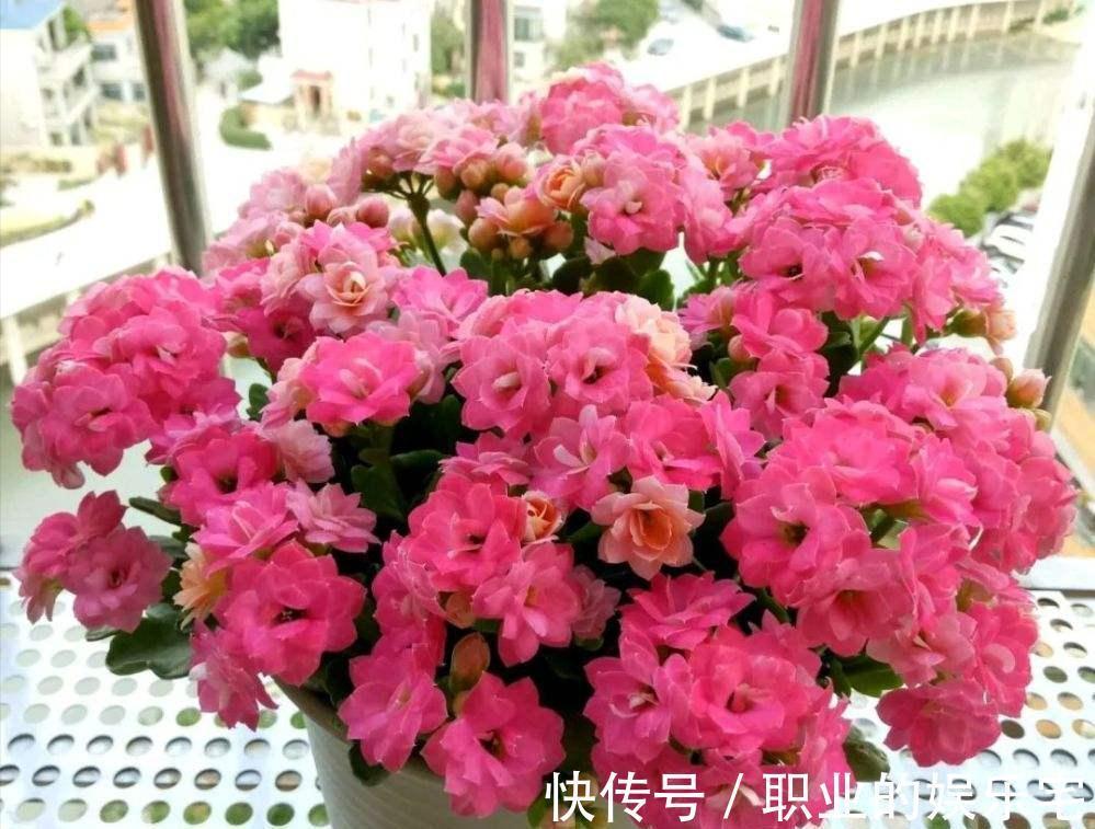 不易“养死”的13种花，独特有格调，好养又漂亮，新手养花首选