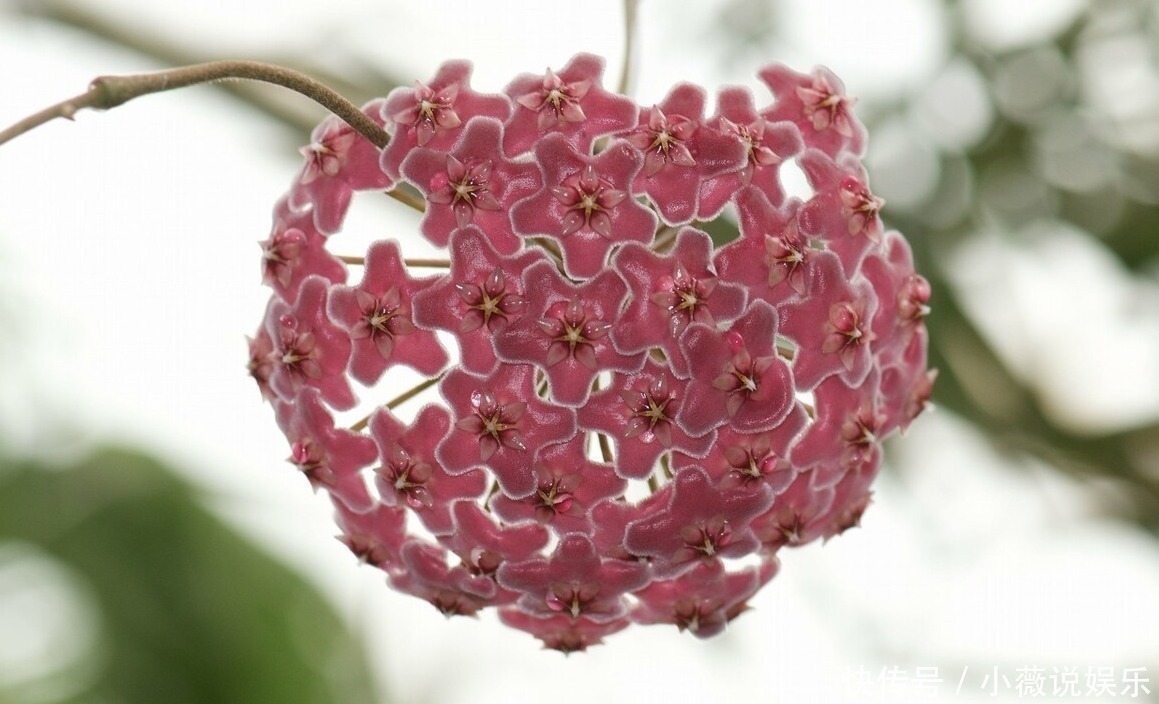 铁线莲|阳台别摆盆盆罐罐了，5种花草养一棵就能开满阳台，很省空间