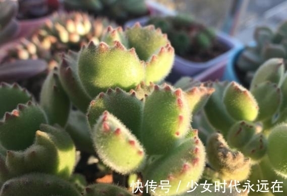 养多肉熊童子,不碰就掉叶子,你知道为什么,该怎么抢救吗?