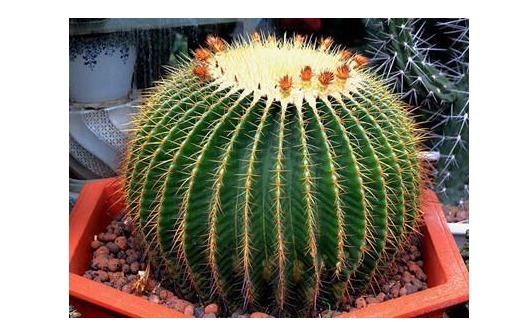 以下6种花卉，越是忘记浇水，越容易长爆盆！