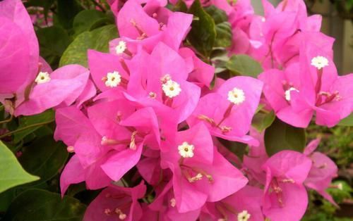  开花|三角梅开花最简单的方法，再笨的人也能学会