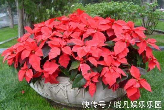 卧室|卧室养花不了解这些,随意盆栽可能会引发失眠、没精神、一身病