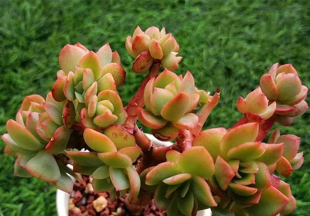 这些多肉是颜值担当,口碑却褒贬不一,喜欢和嫌弃严重“两极化”