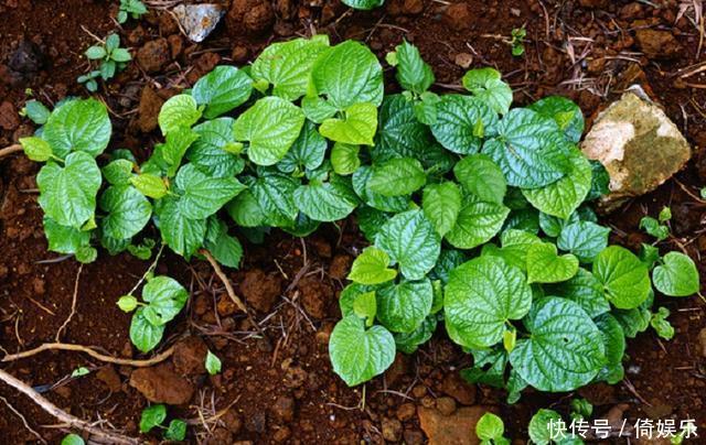 路边的野草没人理,却不知是“治牙痛”的特性药,可惜好多人不懂