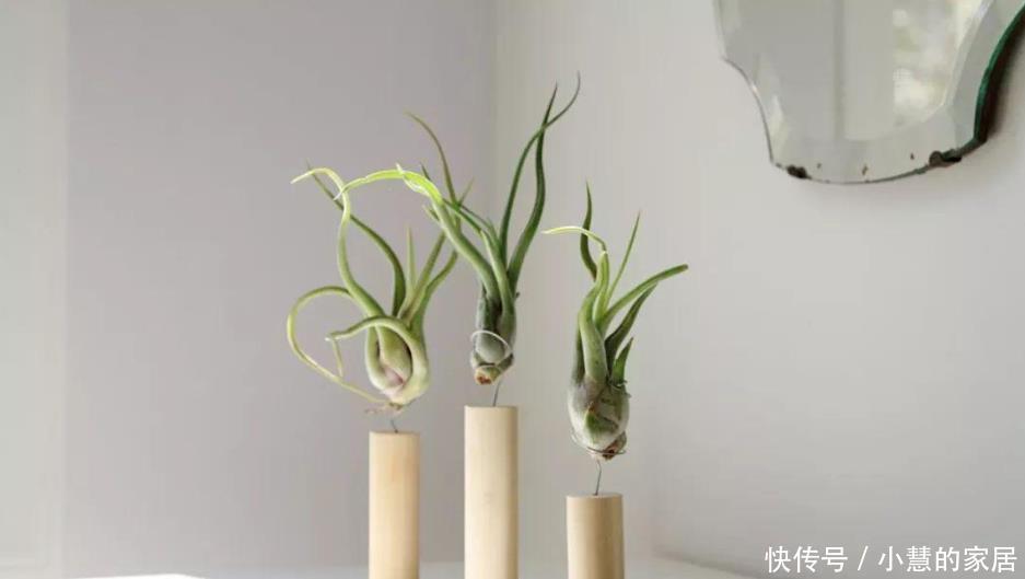 净化|这10种盆栽植物特别适合种在家里，能够舒缓压力、净化空气
