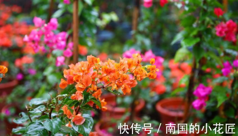 枝条|秋天凉,养三角梅把握住这4点,花叶健康,长势越来越好