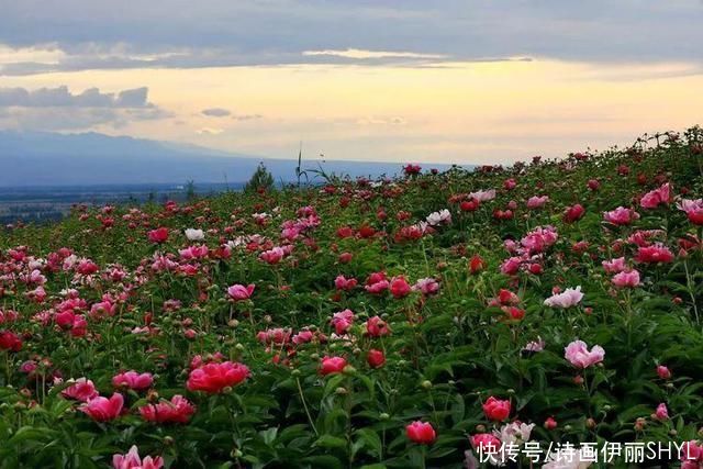 | 那些花儿|魅力伊犁 | 魅力