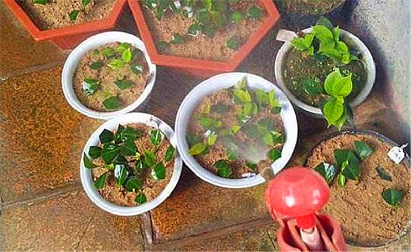 元旦前,5种花摘片叶,扔盆里,遇土就生根,立省200元