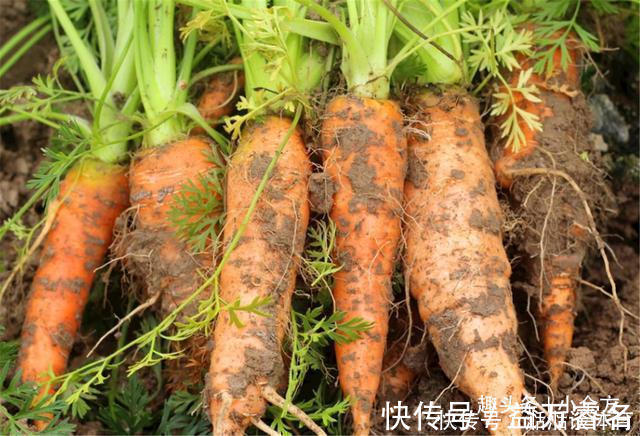 山藥|山藥和4種食物一起煮，堅持吃，三高降了，心臟變強，肝也干凈！