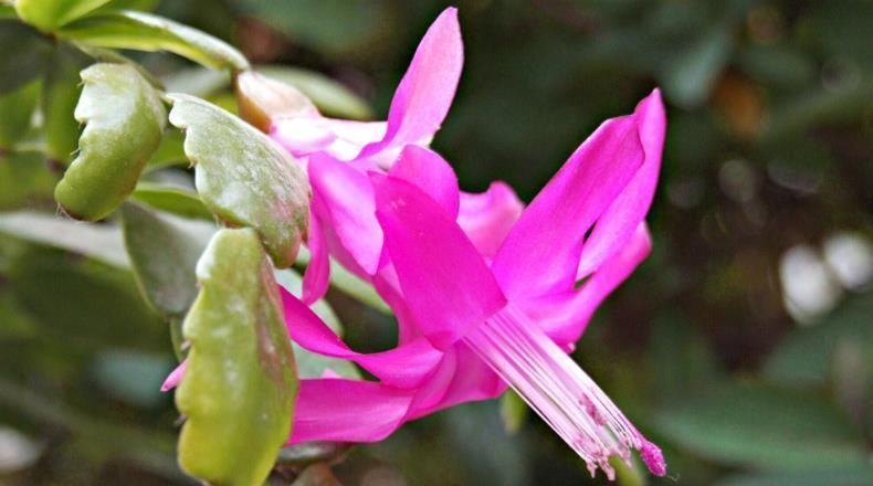 蟹爪兰夏天不能浇水嫁接与否需要判定好,不然花朵很容易烂根