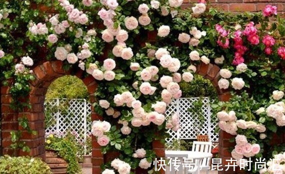 施肥|喜欢养花,先戒掉7个坏习惯,不然啥花也养不好,你占了几个?