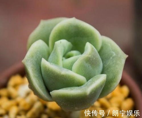 5款“玫瑰系”多肉,不仅颜值高,且好养活,新人也适合