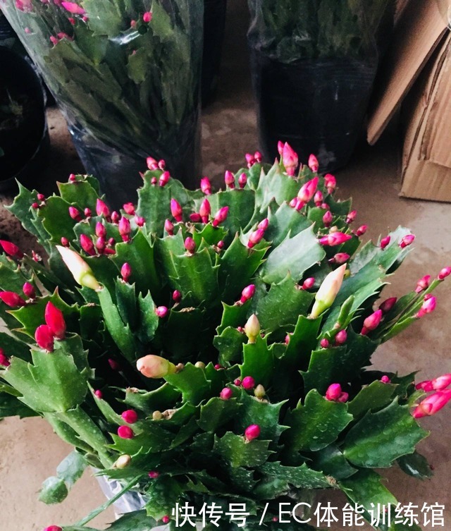 下个月是蟹爪兰的关键时期,有3个细节要注意,否则开花掉一半!