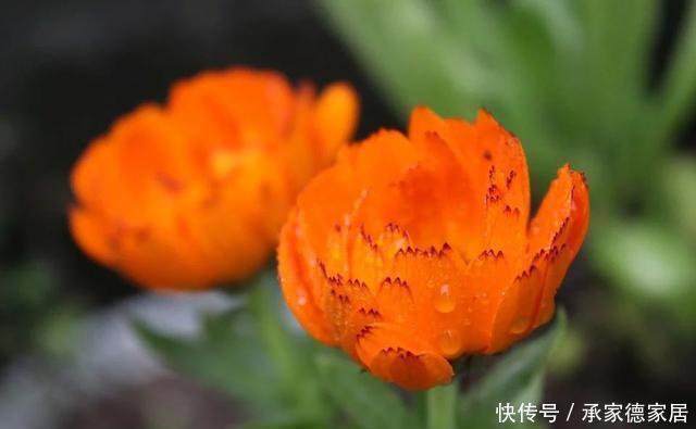 枝条|盆栽开花越来越小?只要春季修剪好,花儿多又大