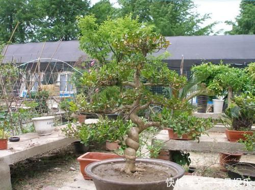 盆景|家里别乱养花，要养就养这六种，旺宅招财还养人，空气好事事顺心