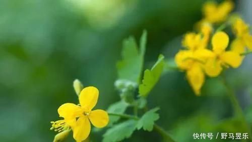 良效|此物被人称为“最苦”的中药,入药也最能清心火、解热毒、除湿气