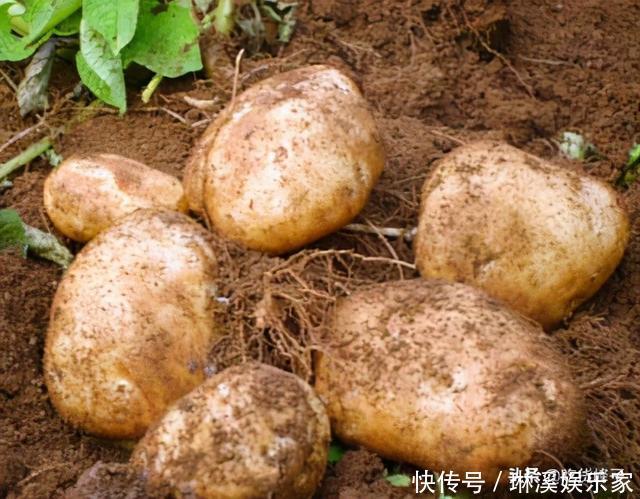 住楼房咋保存土豆?教你1个好方法,吃到明年春天不变绿不发芽