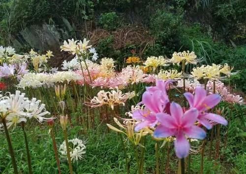 小院|一种花，种在花盆里种在小院里都可以，开花越来越多，漂亮鲜艳
