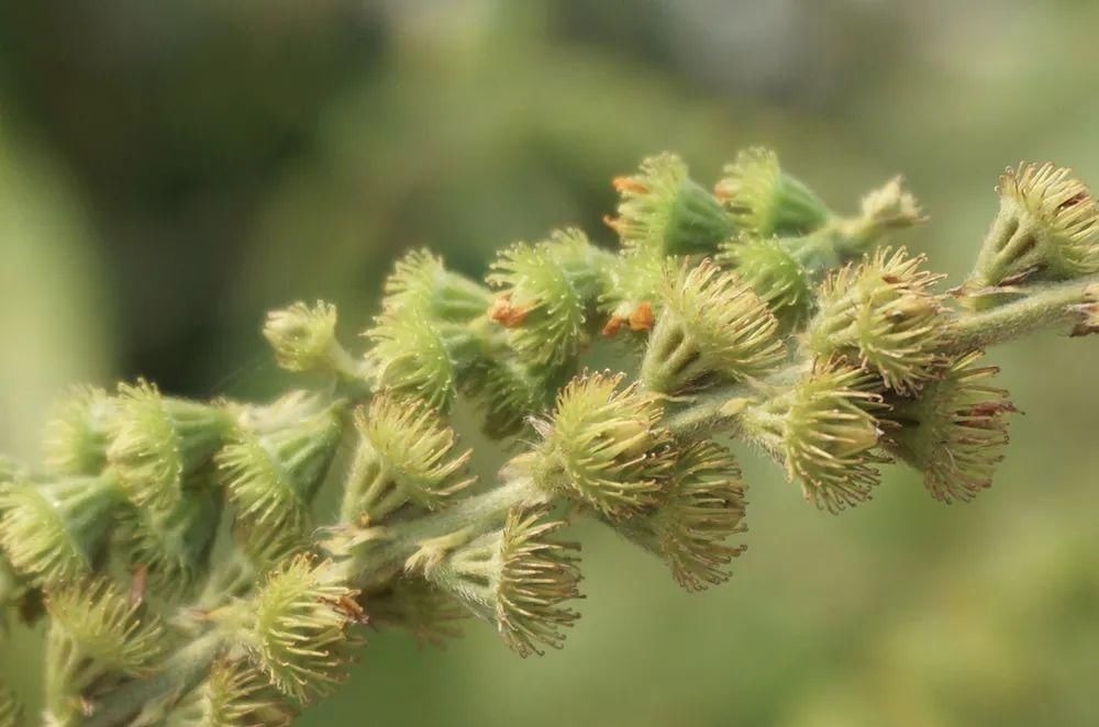 野菜|全身有刺，但请珍惜它，既是美味野菜又是药材，市场10元一斤