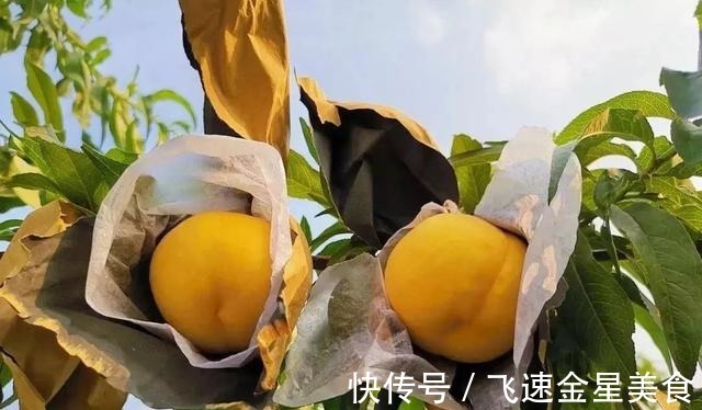 国家地理|黄桃中的“金皇后”,脆甜多汁,个大饱满,咬一口全是蜜~!